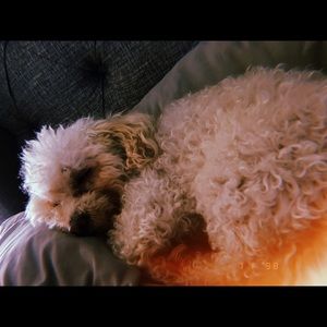 Meet your Posher, Alexa